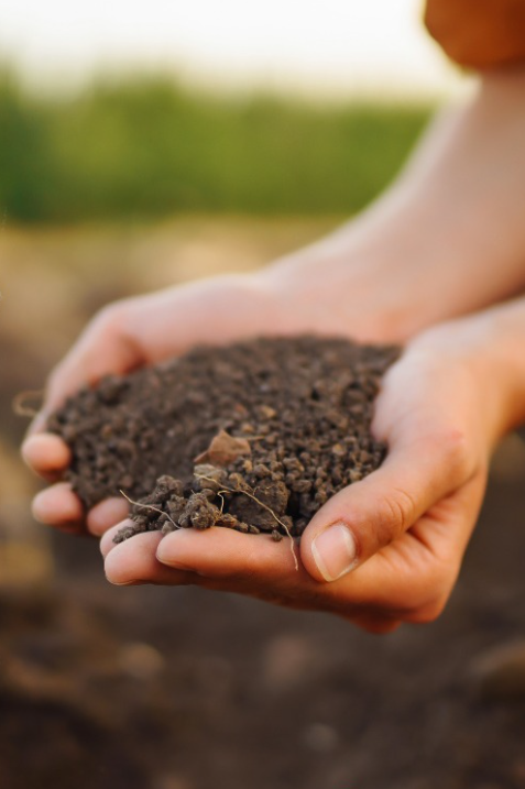 Organic Compost